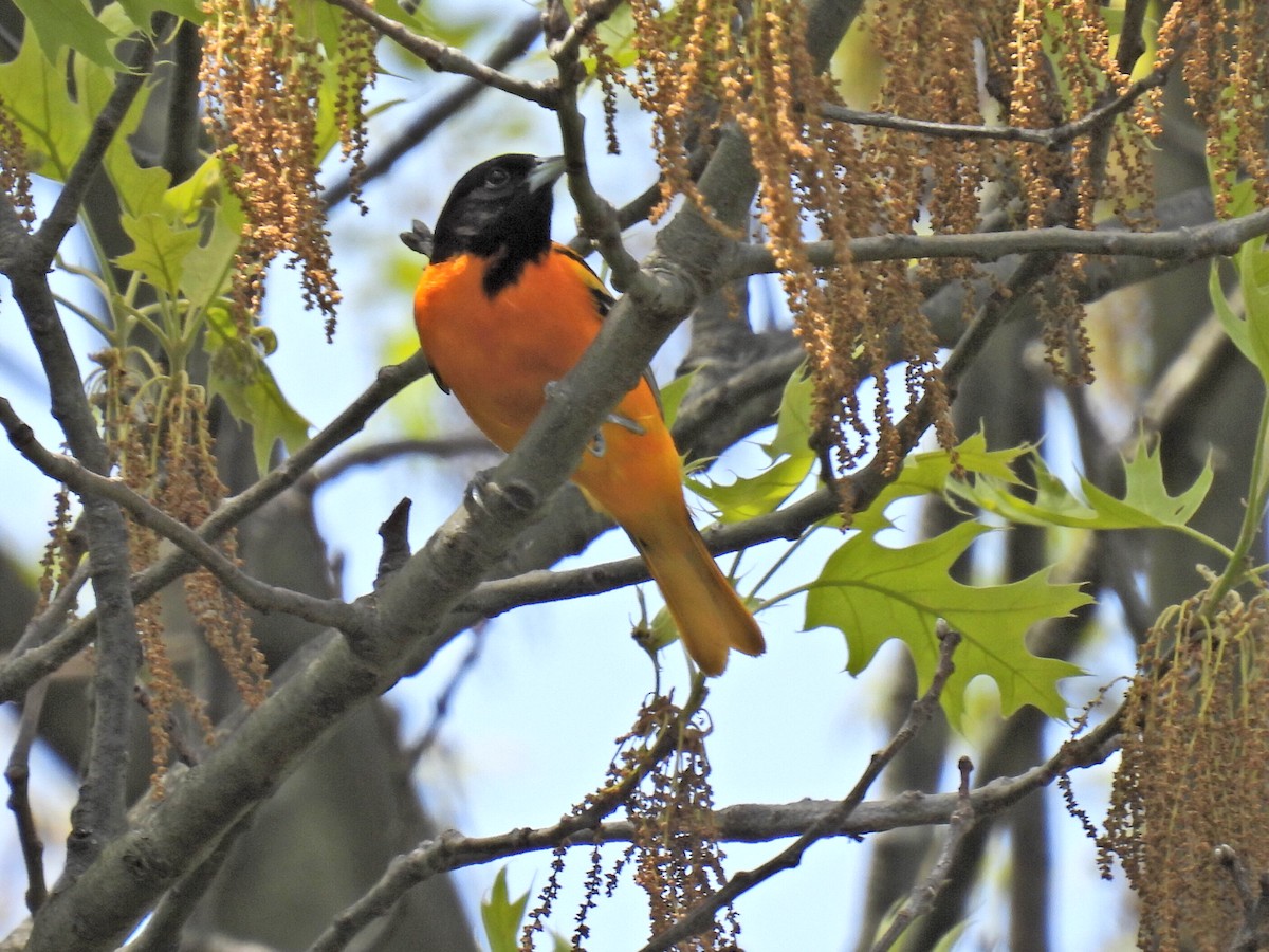 Baltimore Oriole - ML568496661