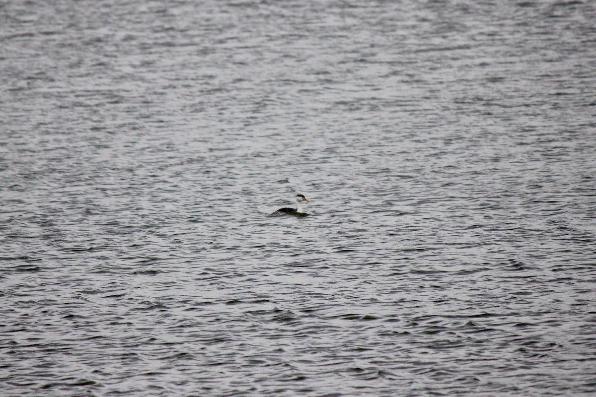 Clark's Grebe - ML568497111