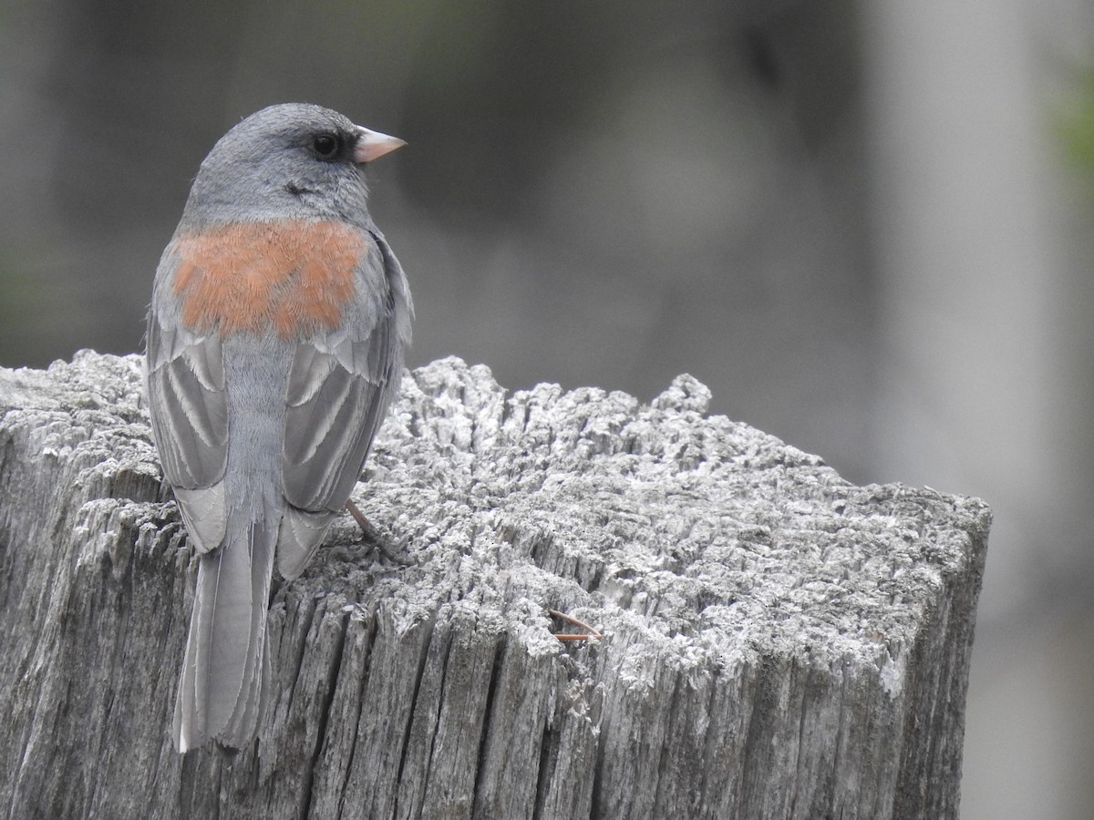 Dark-eyed Junco (Gray-headed) - ML568497351