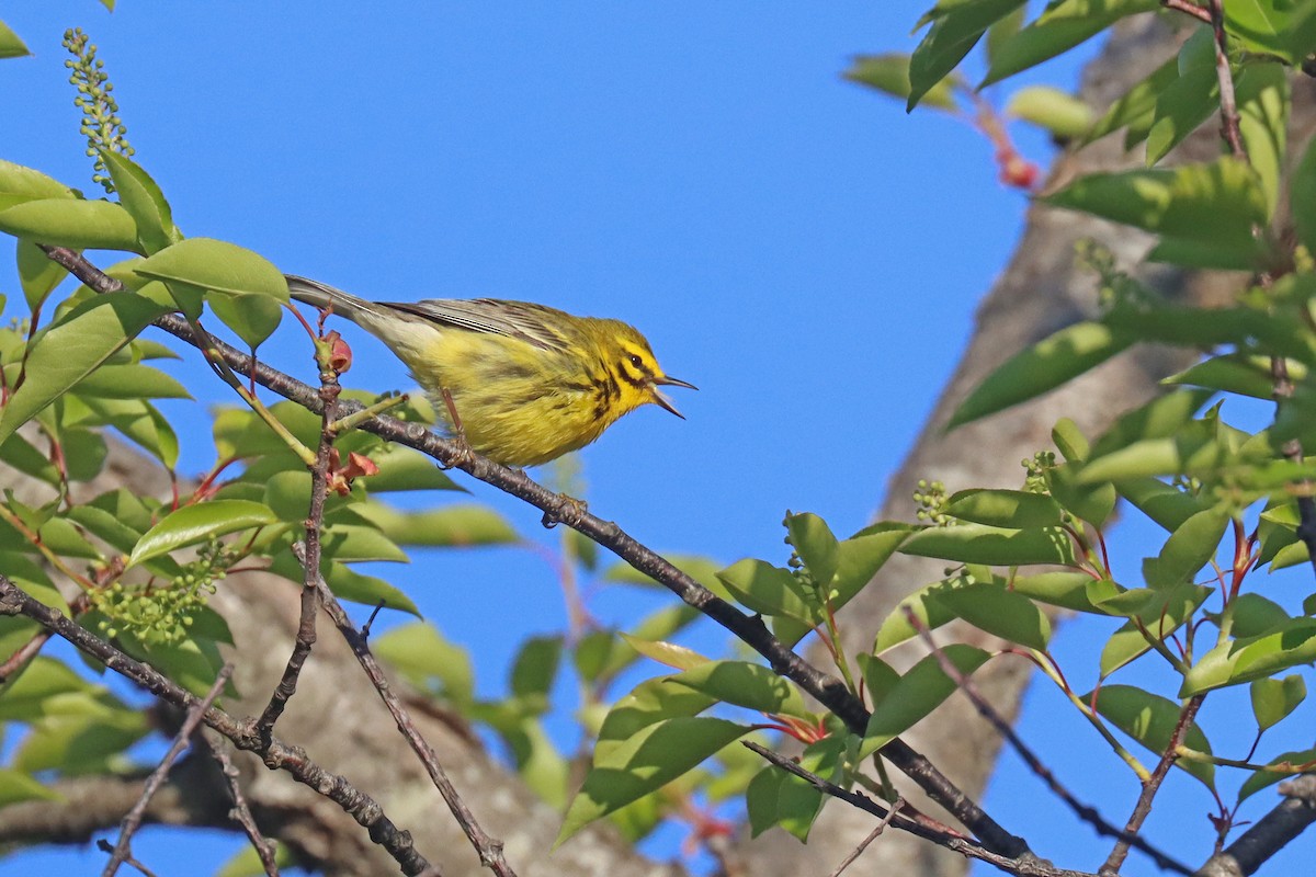 Prairie Warbler - ML568497401