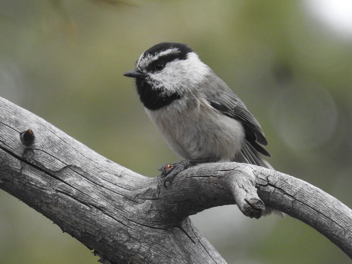 Mountain Chickadee - ML568497501