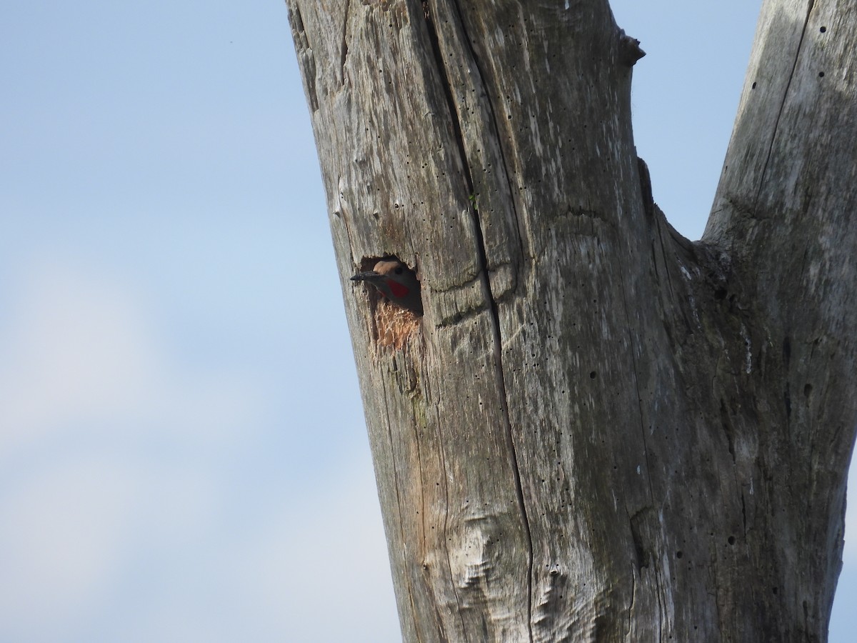 Northern Flicker (Red-shafted) - Jesse Kemp