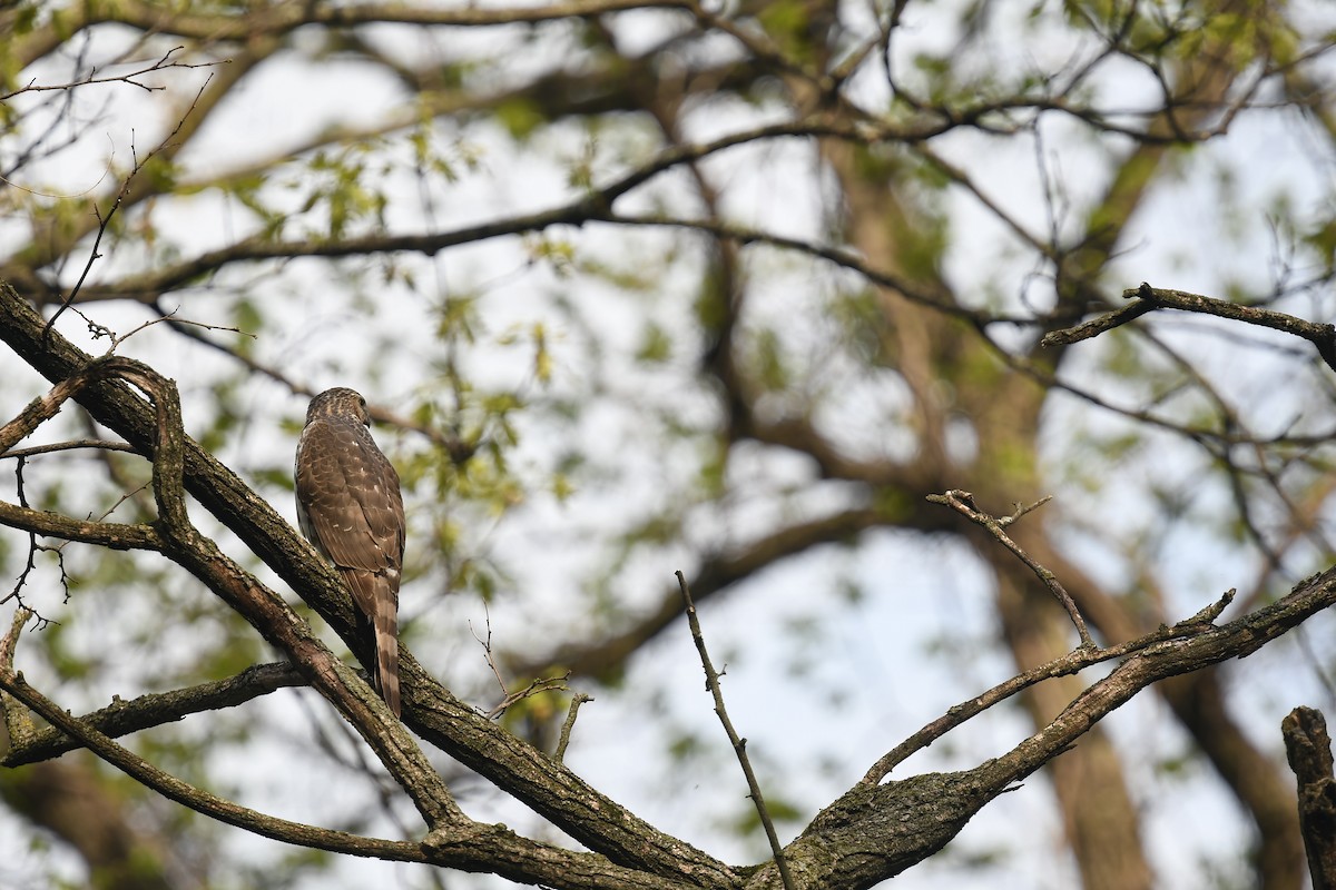 Sharp-shinned Hawk (Northern) - ML568498391