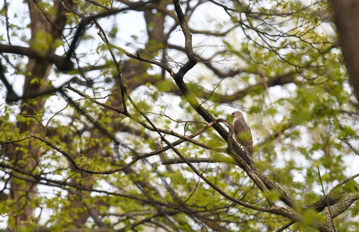 Sharp-shinned Hawk (Northern) - ML568498401