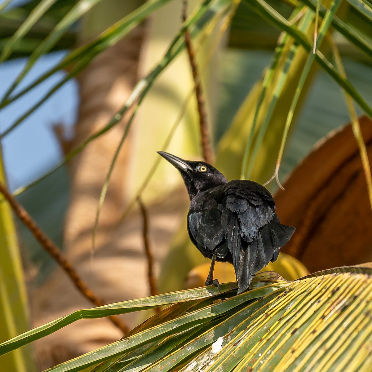 Carib Grackle - Ricardo Rojas Arguedas