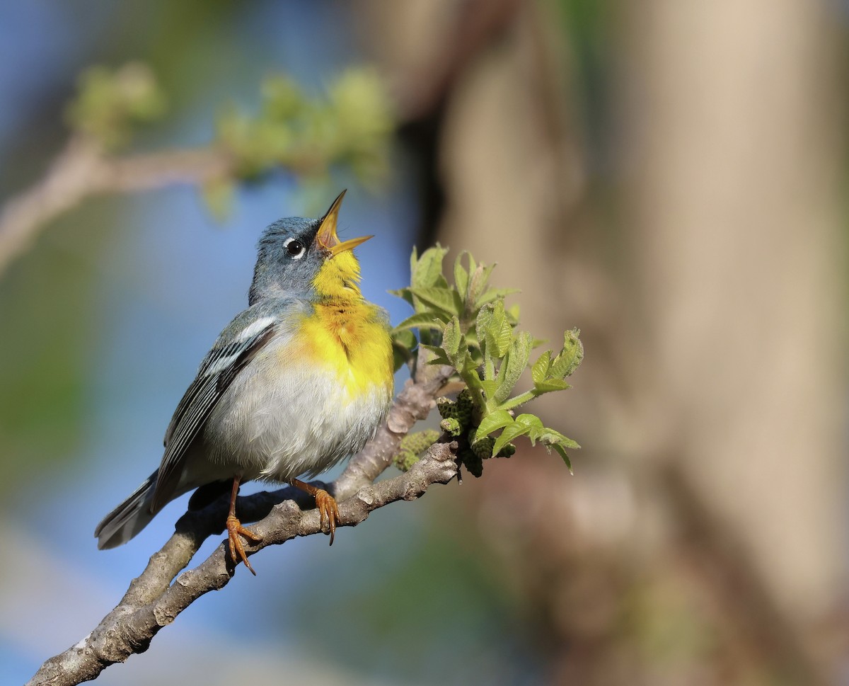 Northern Parula - ML568500571