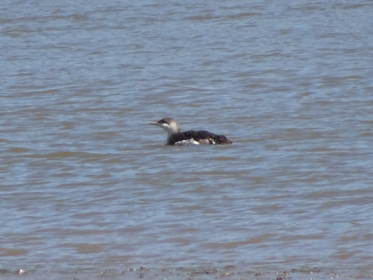 Red-throated Loon - ML56850091