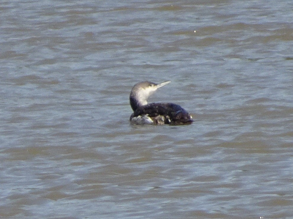 Red-throated Loon - ML56850101