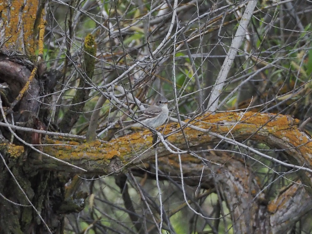 Gray Flycatcher - ML568501431