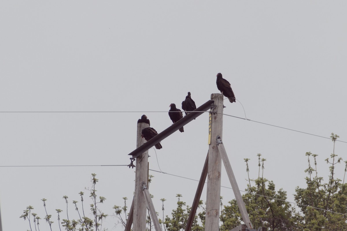 Turkey Vulture - ML568501671