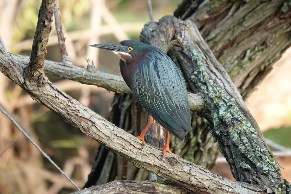 Green Heron - ML568505281