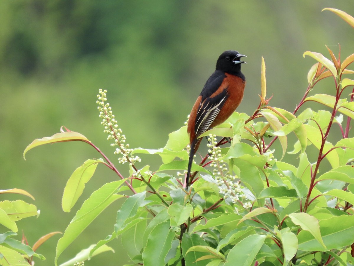 Orchard Oriole - ML568505501