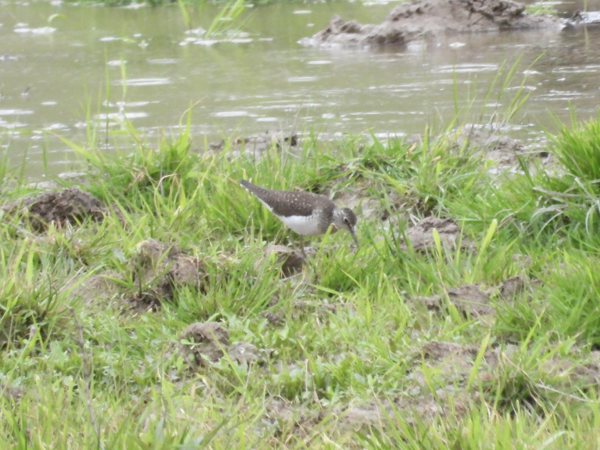 Solitary Sandpiper - ML568505911