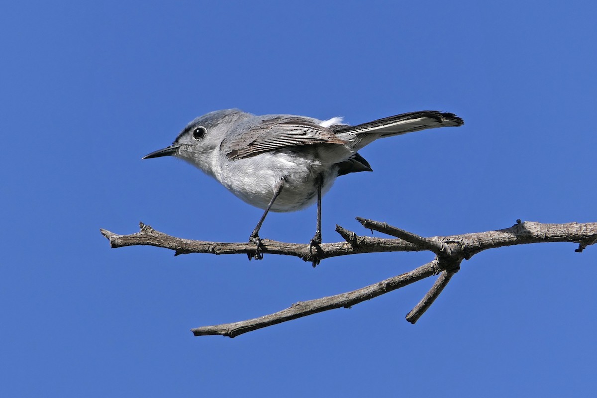 Blue-gray Gnatcatcher - ML56850611