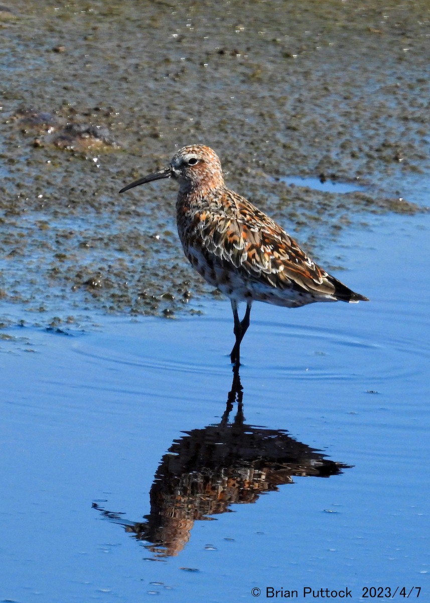 Curlew Sandpiper - ML568506961