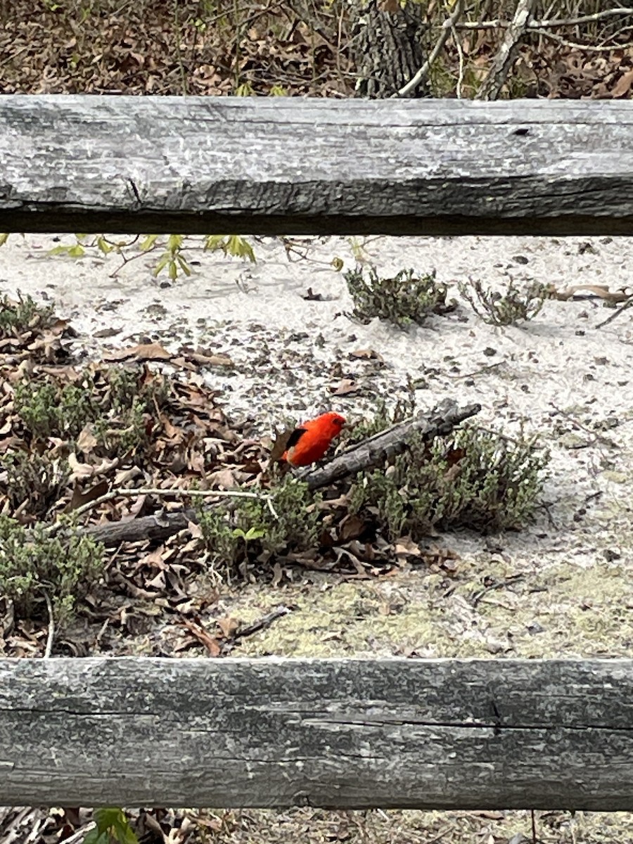 Scarlet Tanager - ML568507231