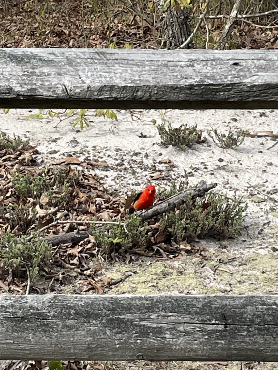 Scarlet Tanager - ML568507241