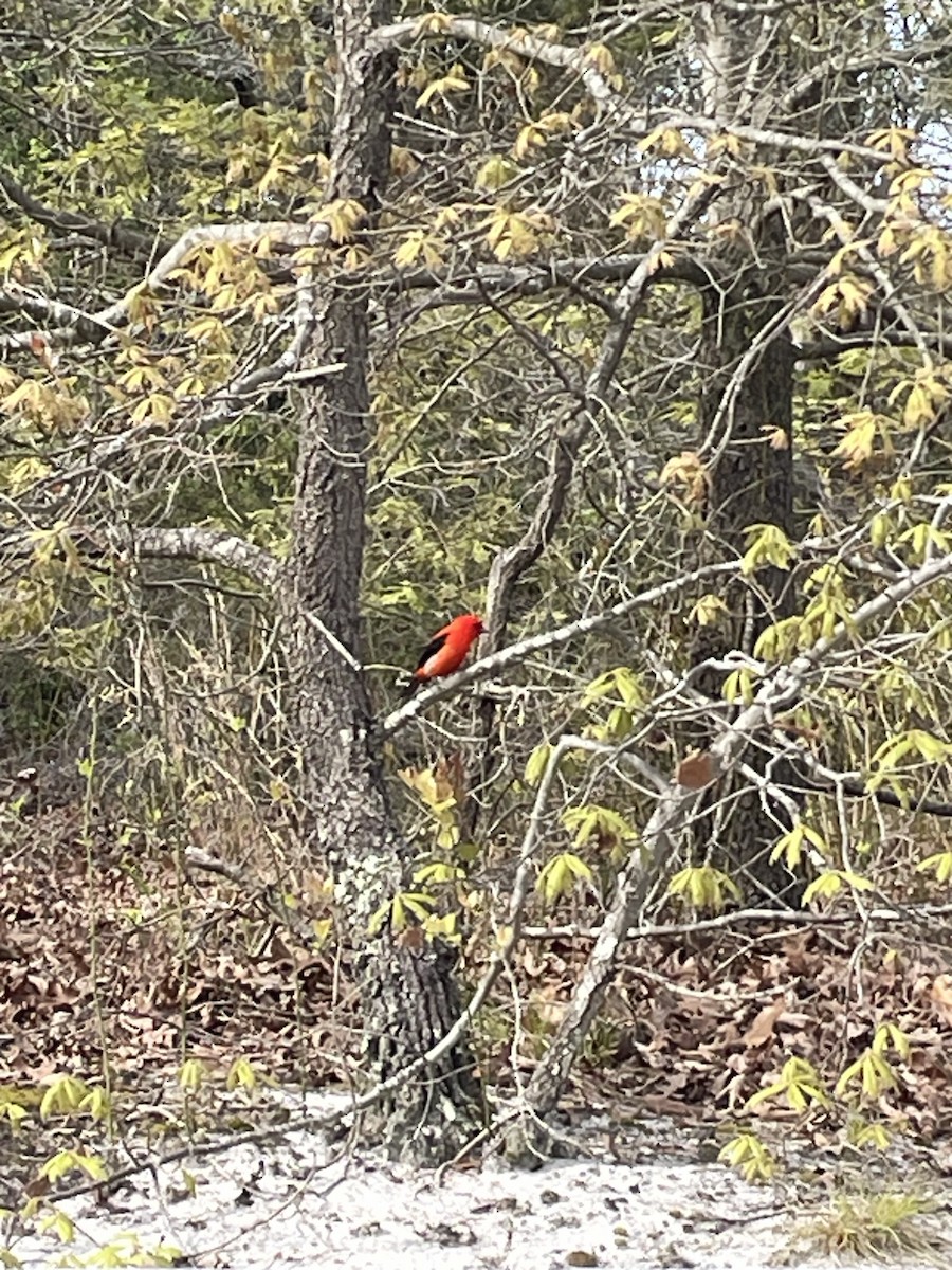 Scarlet Tanager - ML568507251