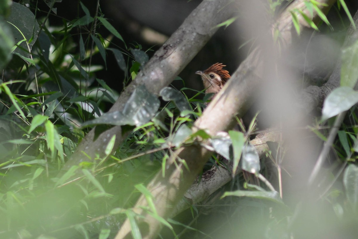 Striped Cuckoo - ML568507311