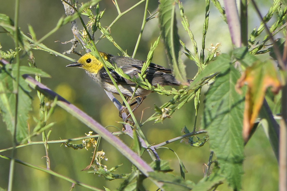 Hermit Warbler - ML56850801