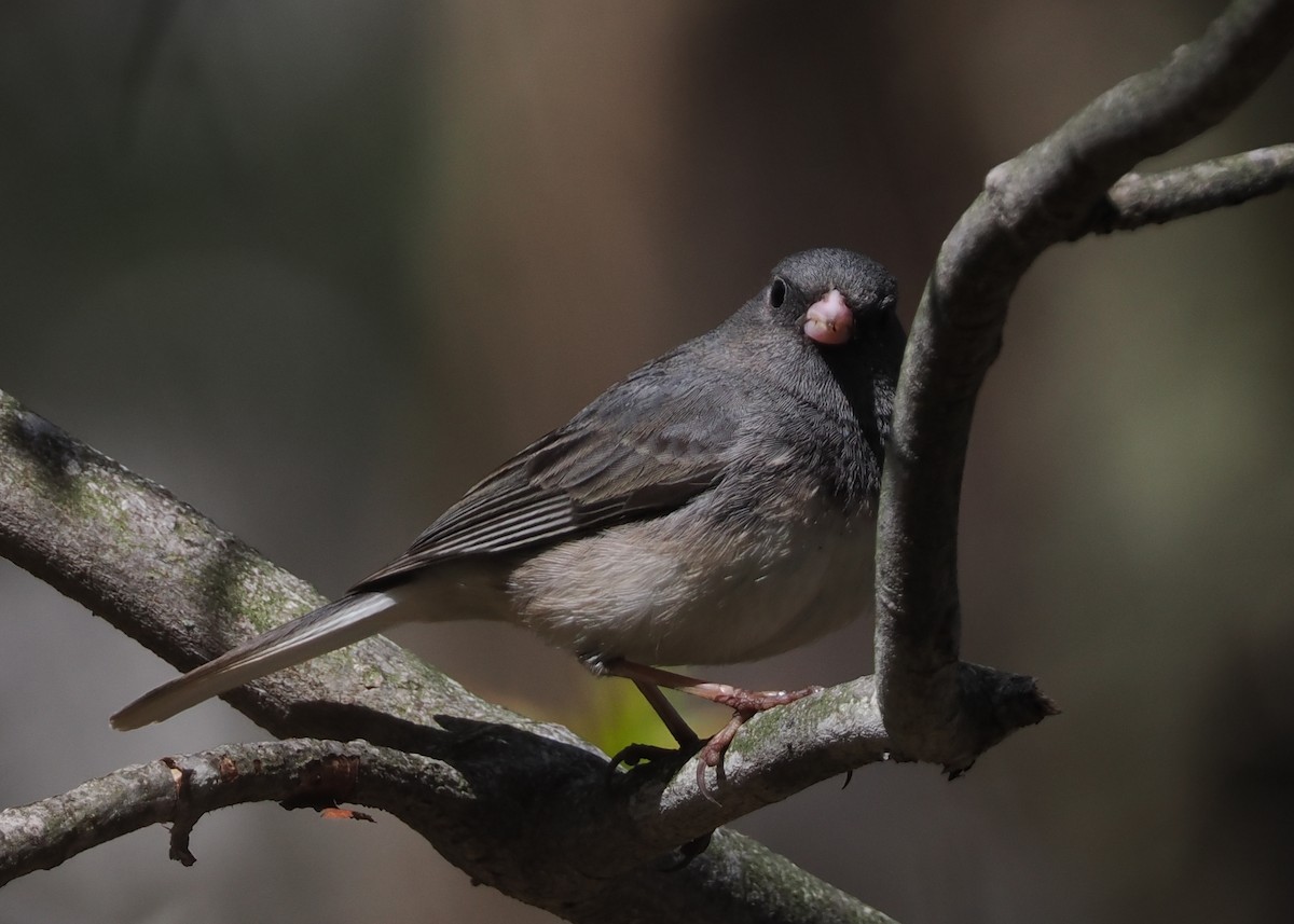 Dark-eyed Junco (Slate-colored) - ML568508021