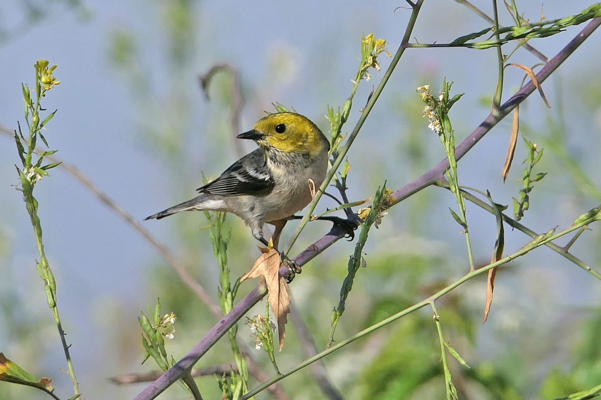 Paruline à tête jaune - ML56850811