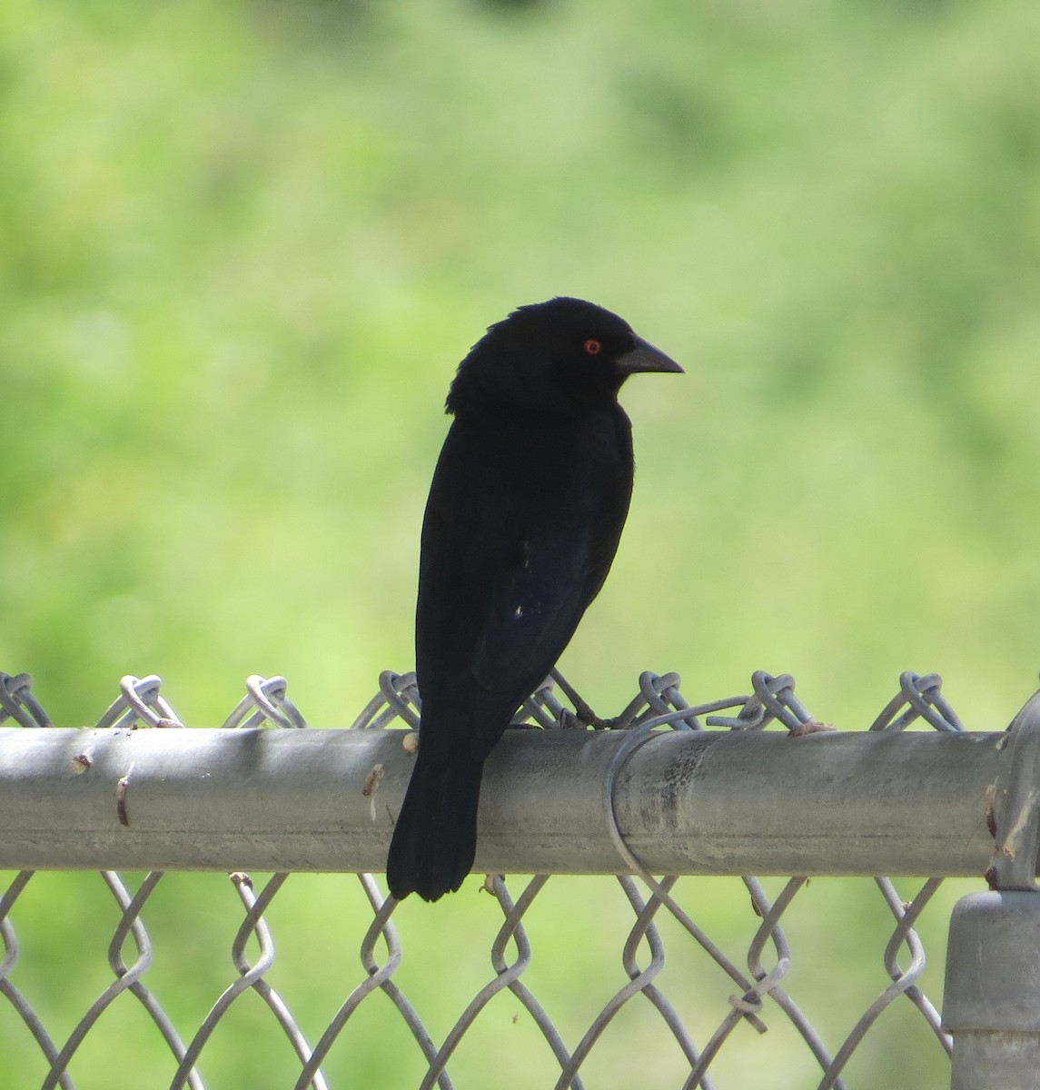 Bronzed Cowbird - Chris O'Connell