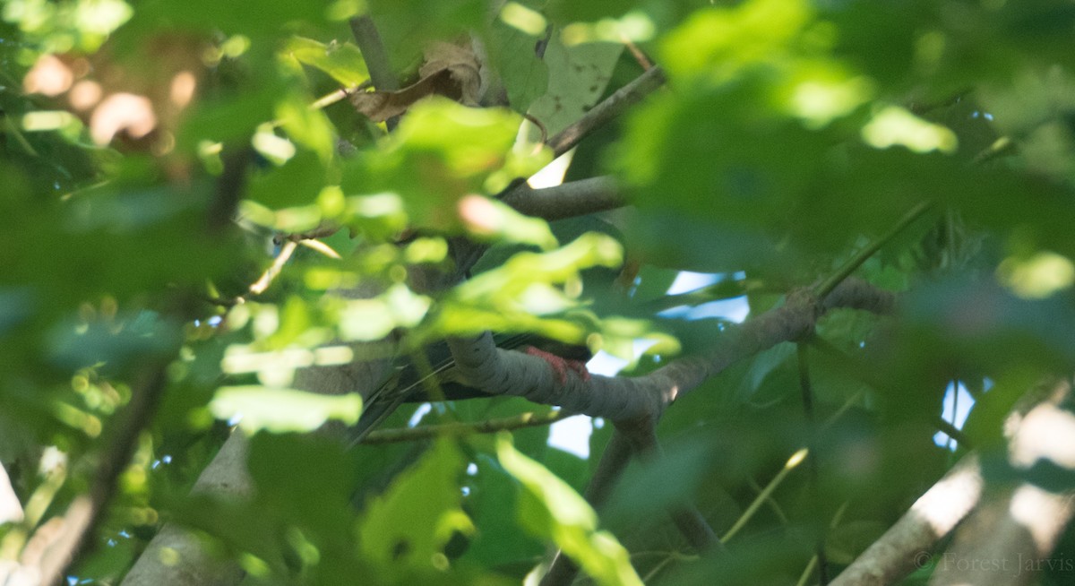 holub žlutoprsý - ML56850961