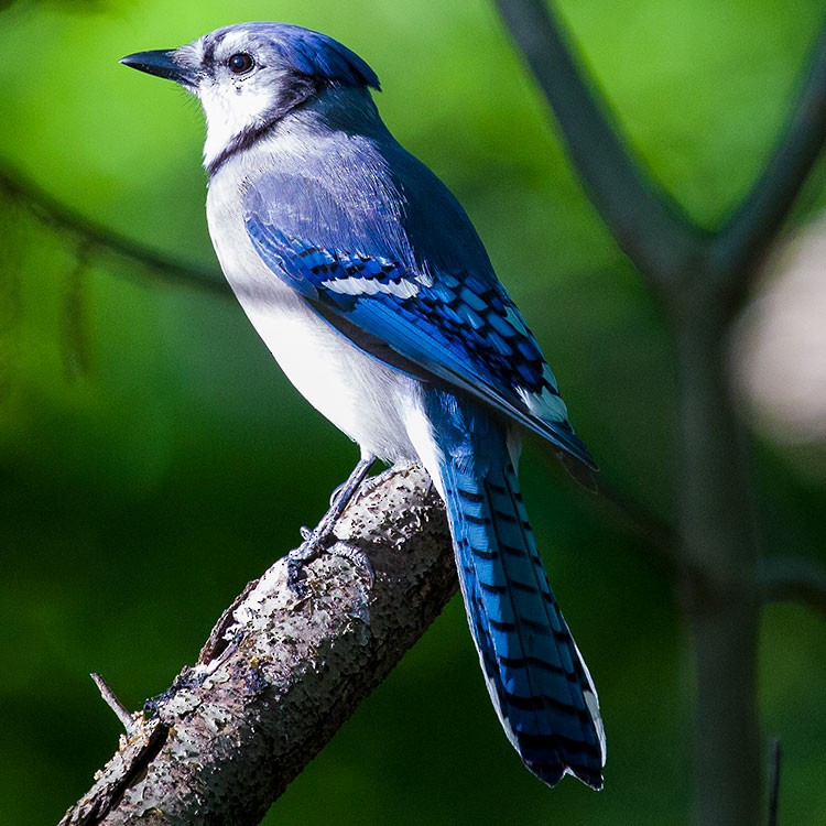 Blue Jay - ML568509731