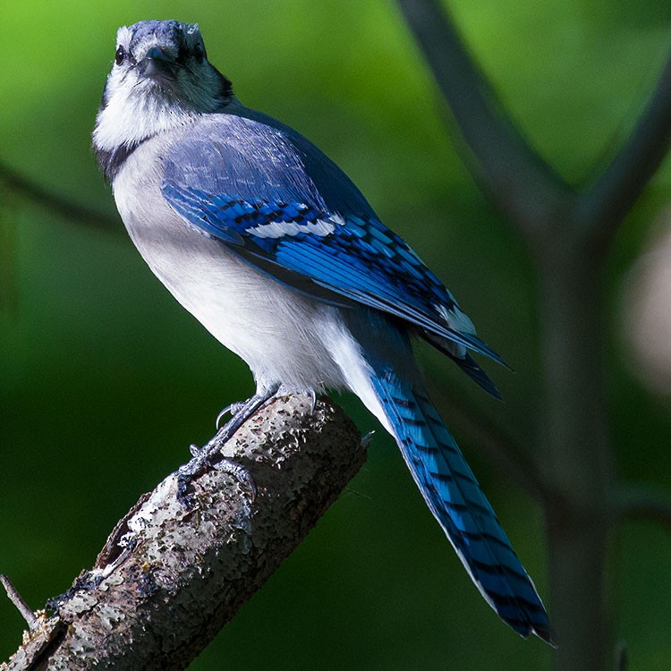 Blue Jay - ML568509741