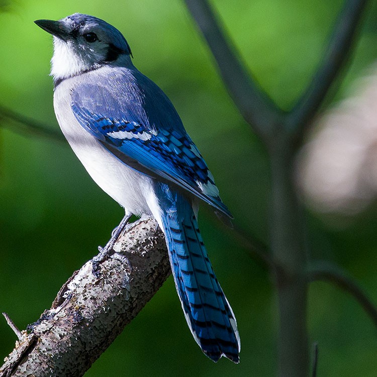 Blue Jay - ML568509751