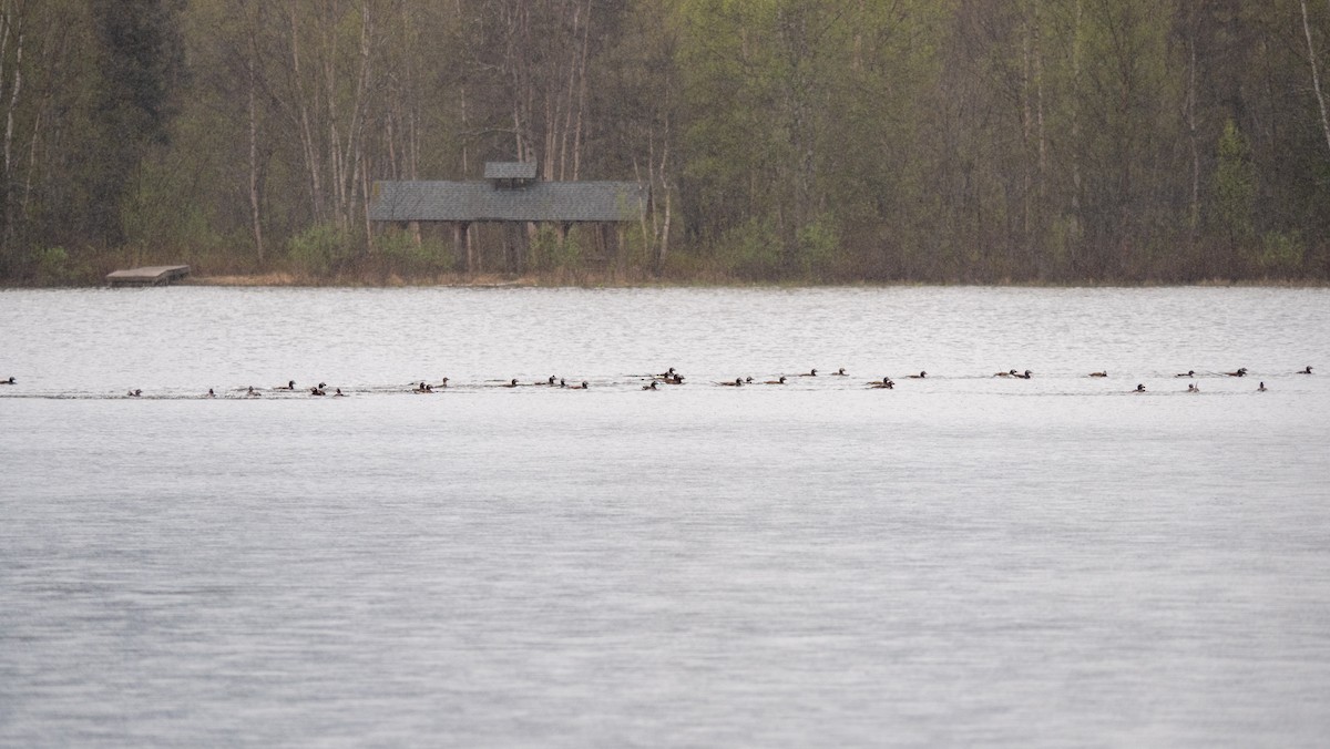 Long-tailed Duck - Larry Joseph