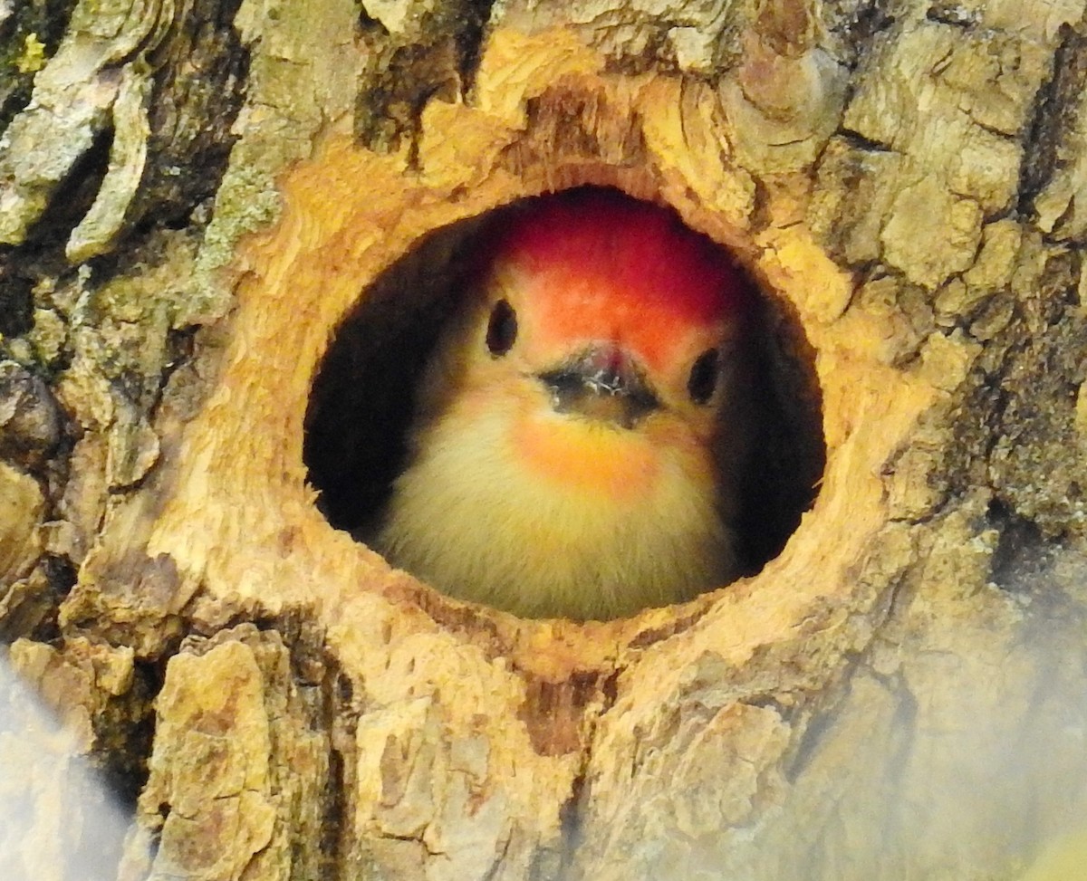 Red-bellied Woodpecker - ML56851031