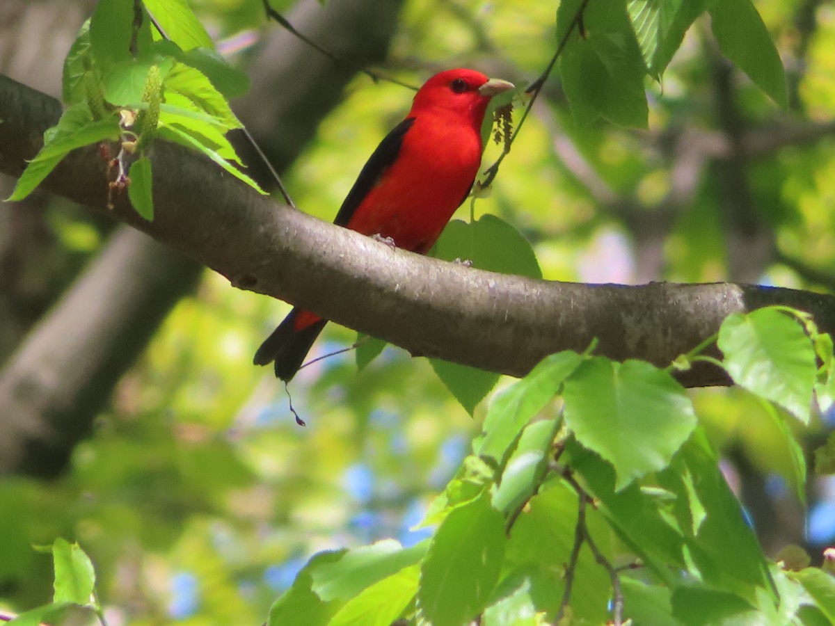 Scarlet Tanager - ML568510441
