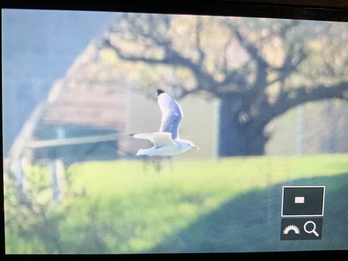 ריסה שחורת-רגל - ML568510461