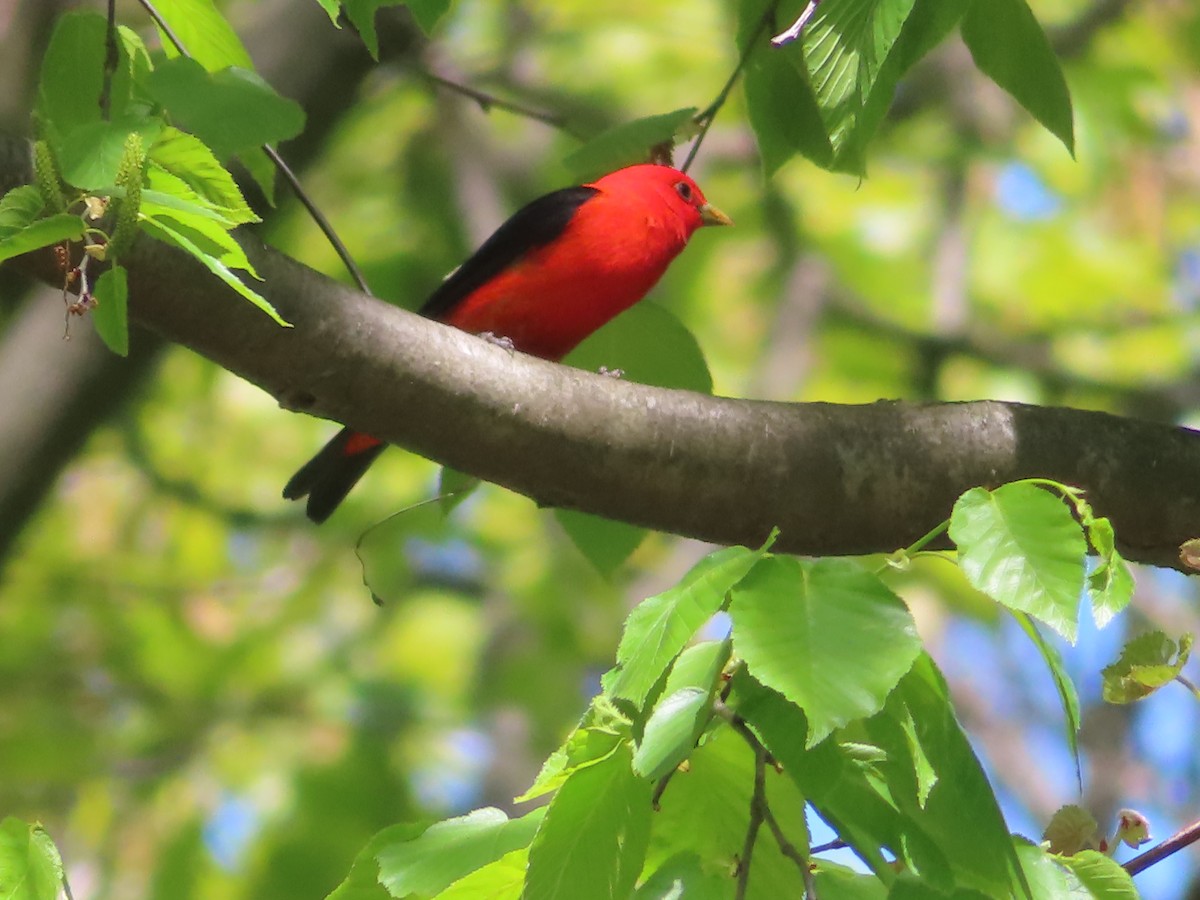 Scarlet Tanager - ML568510521