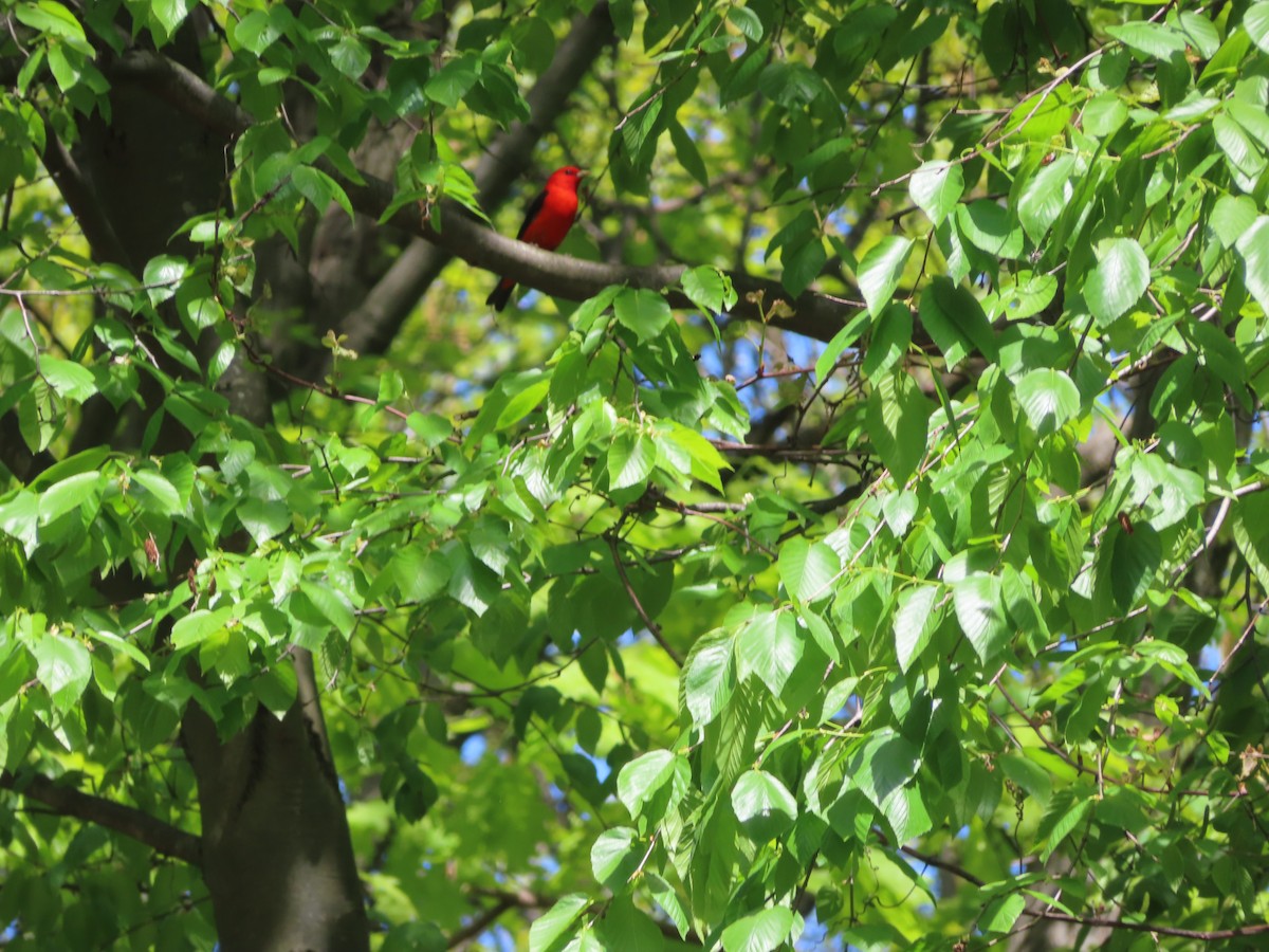 Scarlet Tanager - ML568510611