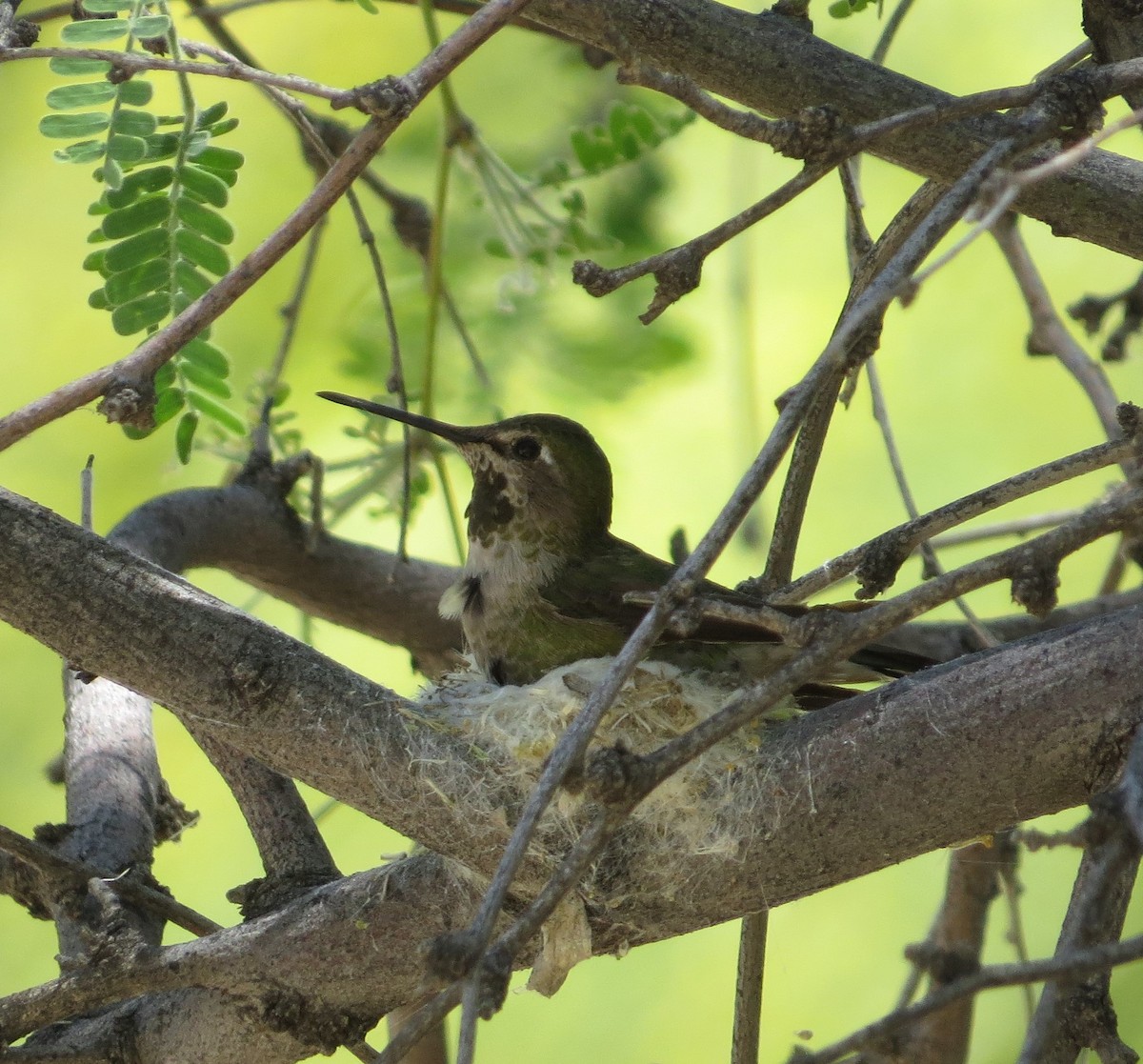 rødmaskekolibri - ML568511711