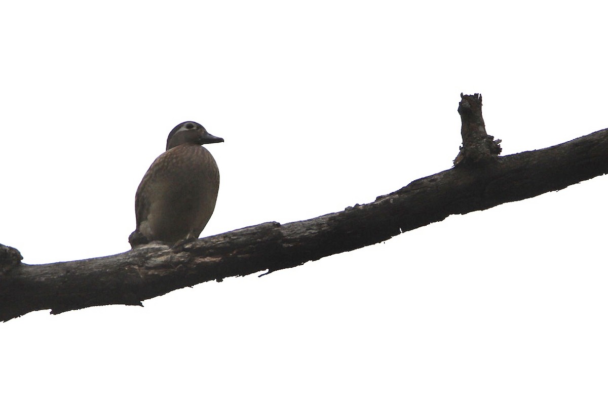 アメリカオシ - ML568513881