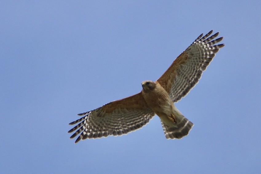 カタアカノスリ - ML568514051