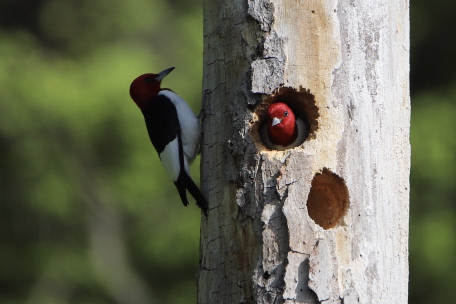 ズアカキツツキ - ML568514191