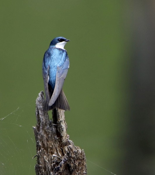 ミドリツバメ - ML568514441