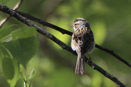 ウスヒメドリ - ML568514731