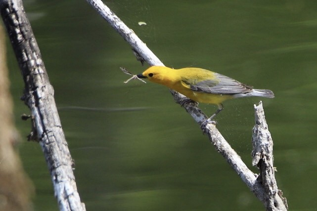 オウゴンアメリカムシクイ - ML568514841