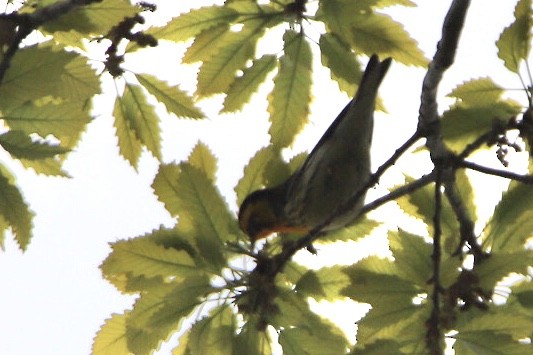 キマユアメリカムシクイ - ML568514911