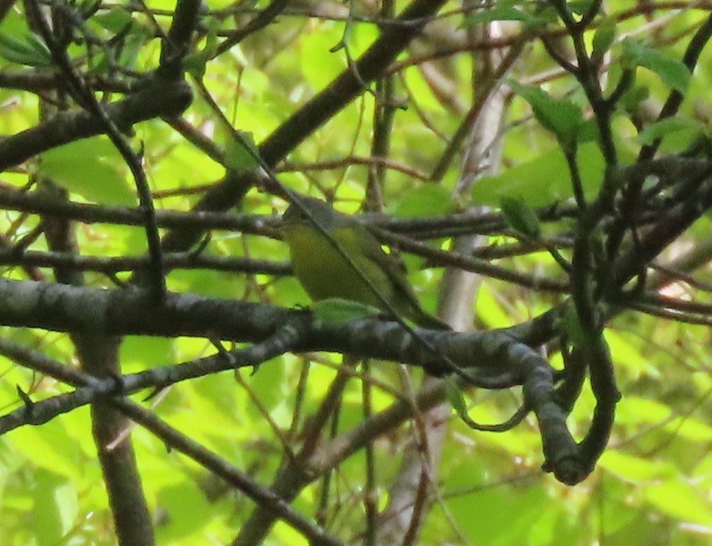 Nashville Warbler - ML568515011