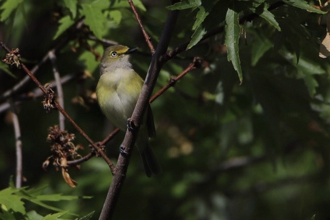 メジロモズモドキ - ML568515121