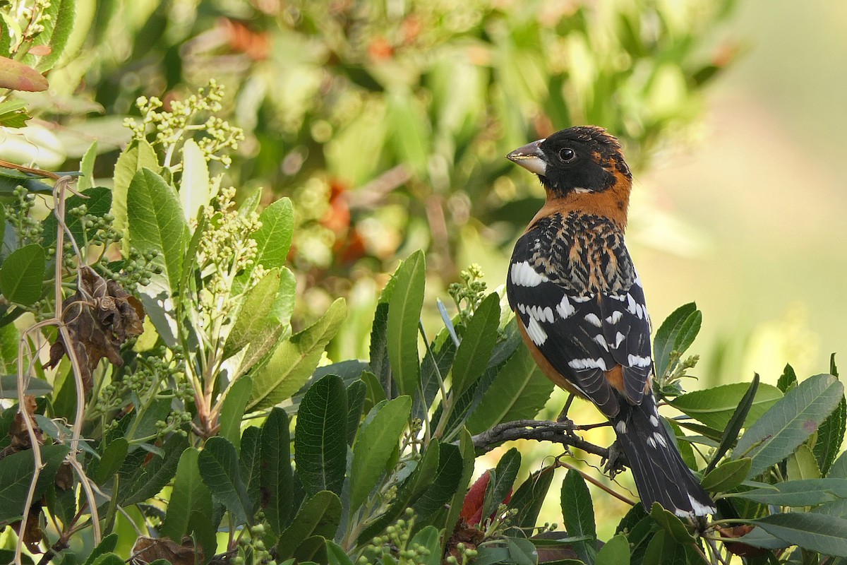 Black-headed Grosbeak - Robert Hamilton