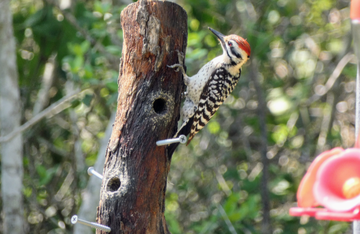 Ladder-backed Woodpecker - ML568516441