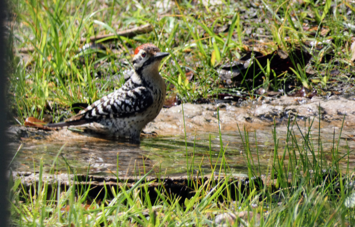 Ladder-backed Woodpecker - ML568516611